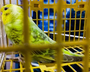 মেল বাজিগর