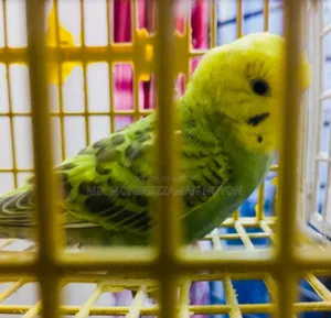 মেল বাজিগর