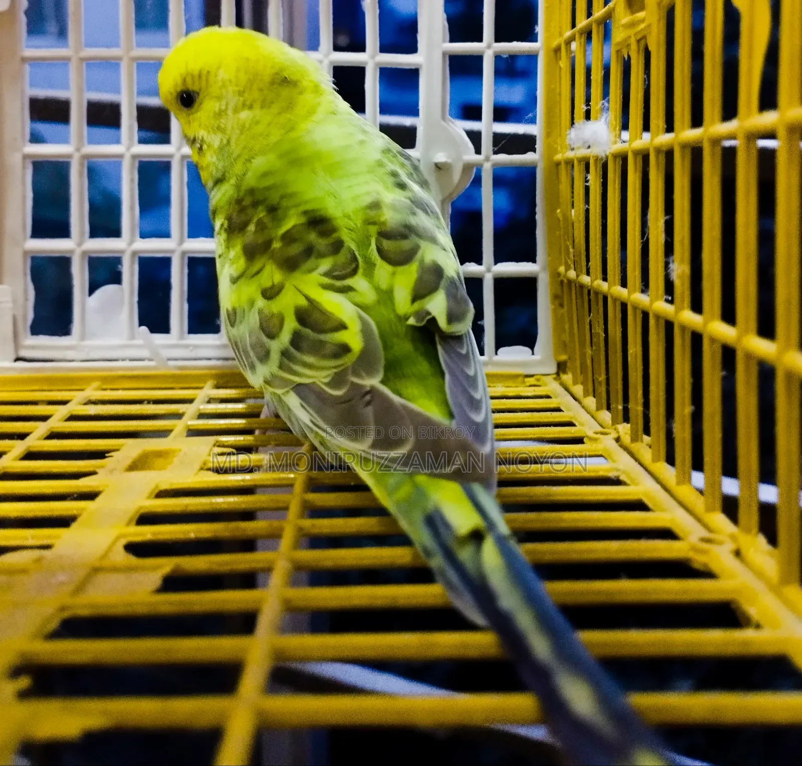 মেল বাজিগর