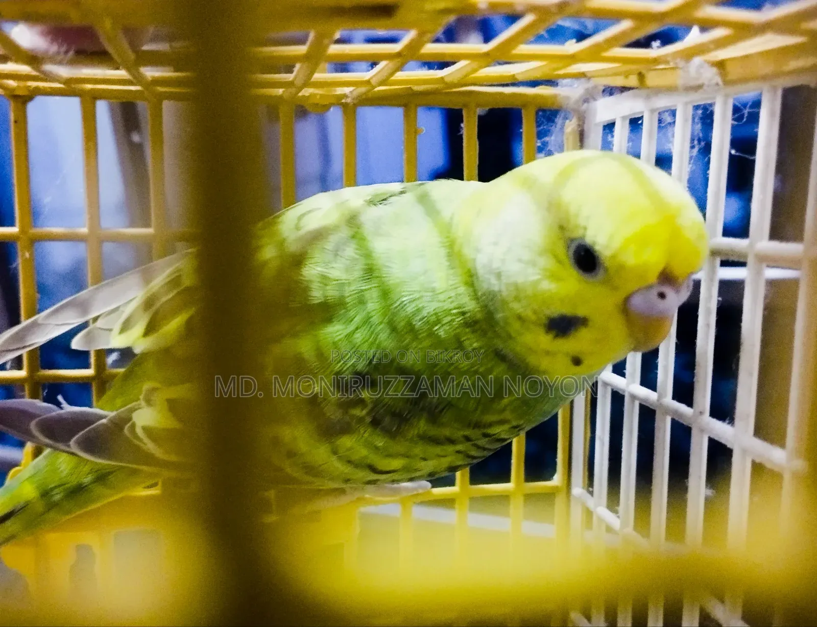 মেল বাজিগর
