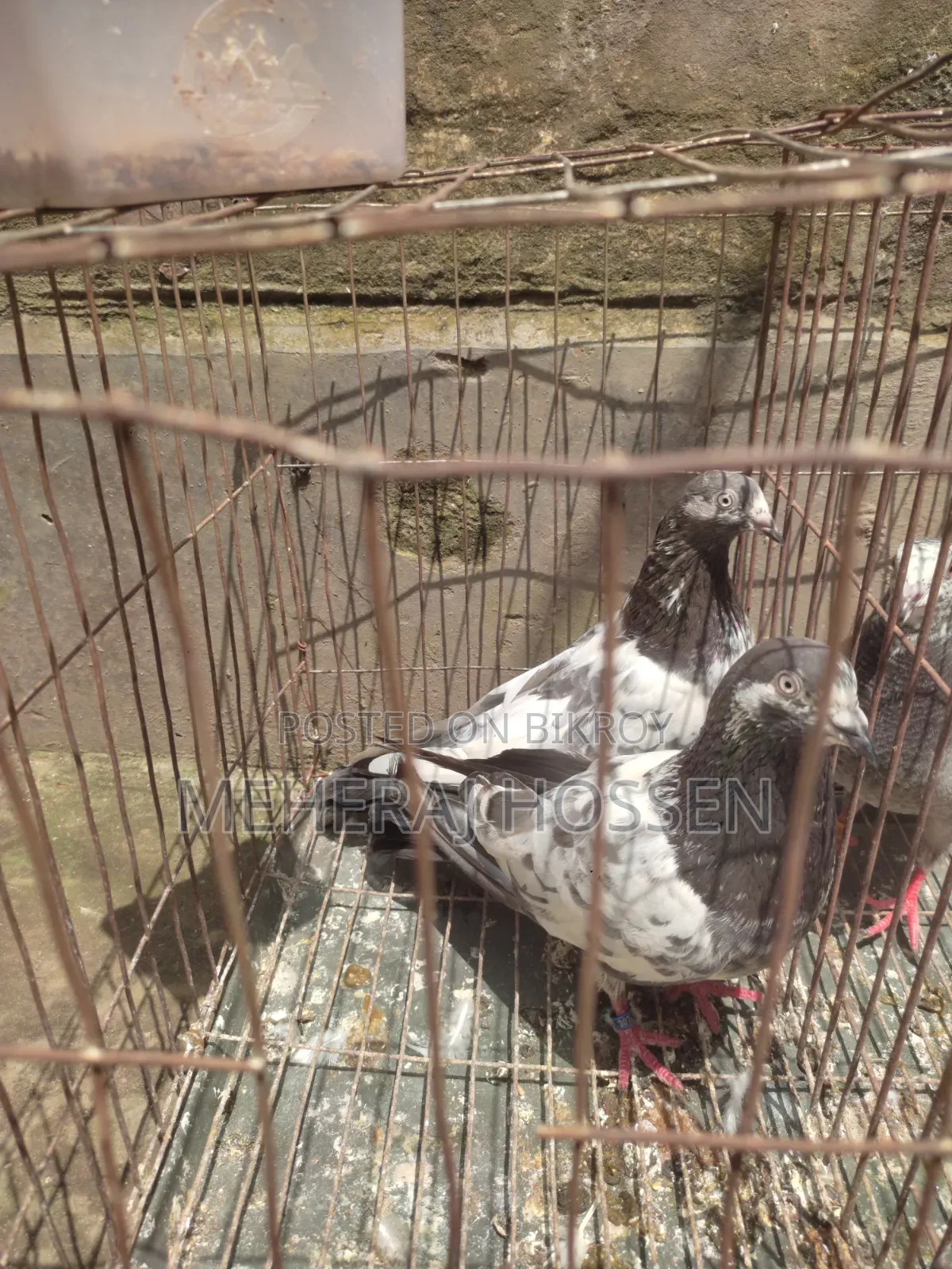 একজোড়া গিরিবাজ কবুতর।
