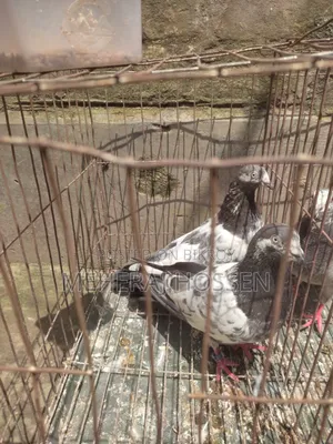 একজোড়া গিরিবাজ কবুতর।
