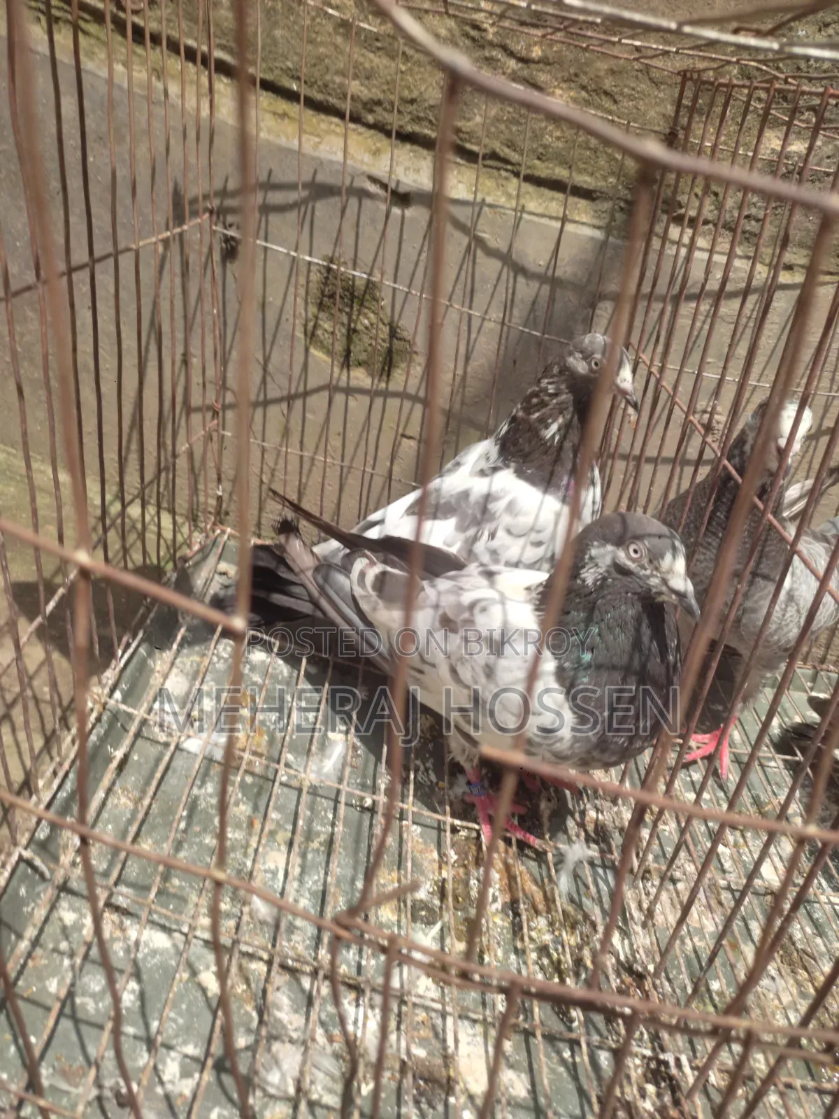 একজোড়া গিরিবাজ কবুতর।