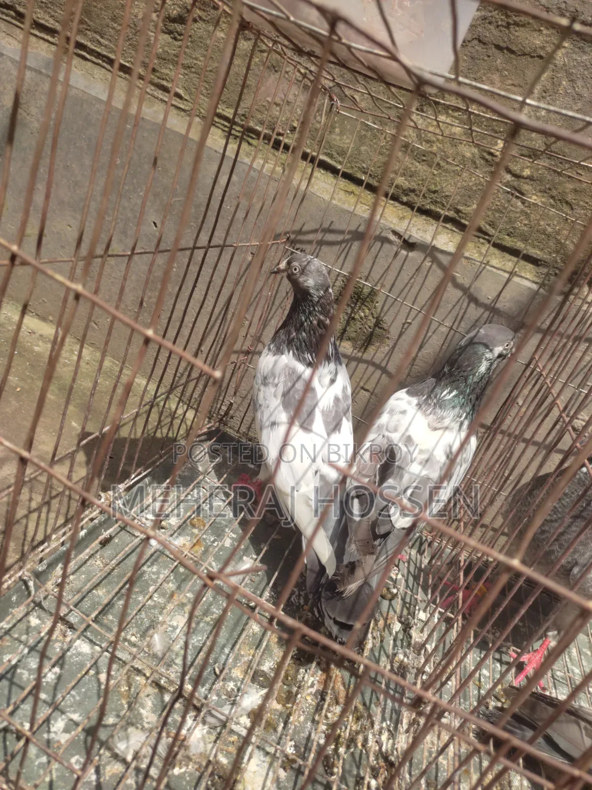 একজোড়া গিরিবাজ কবুতর।