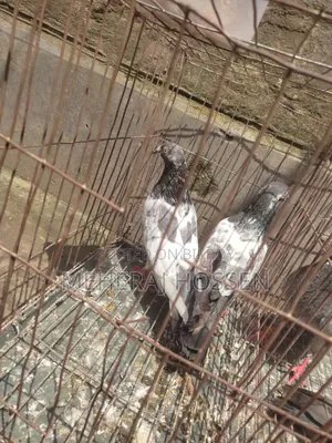 একজোড়া গিরিবাজ কবুতর।