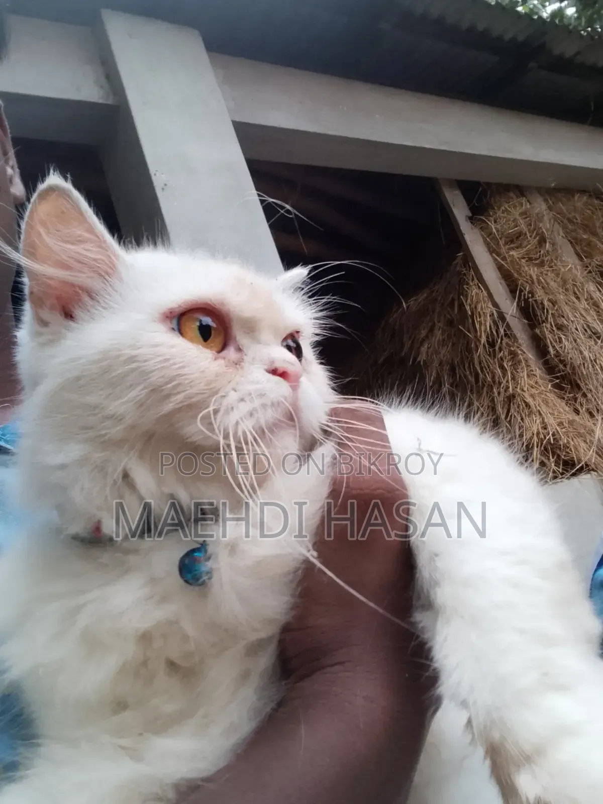 1+ year Female Purebred Persian