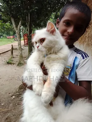 1+ year Female Purebred Persian