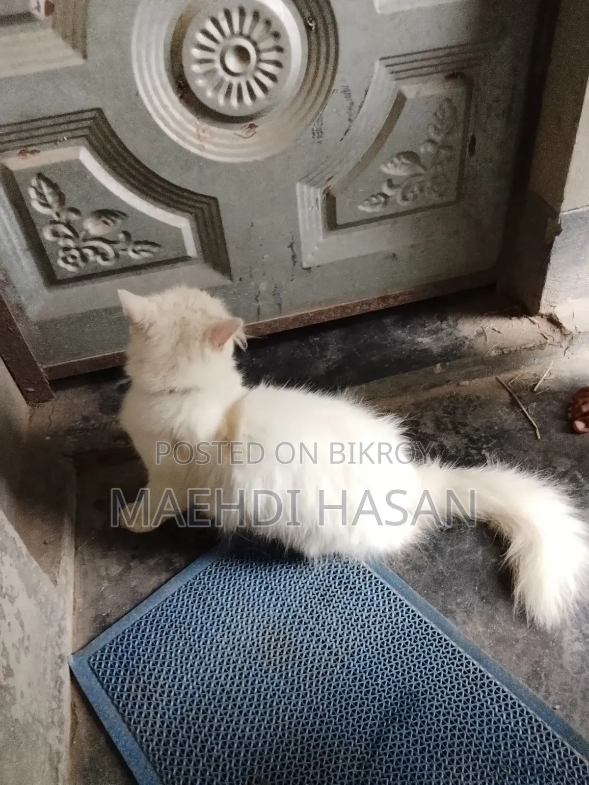 1+ year Female Purebred Persian