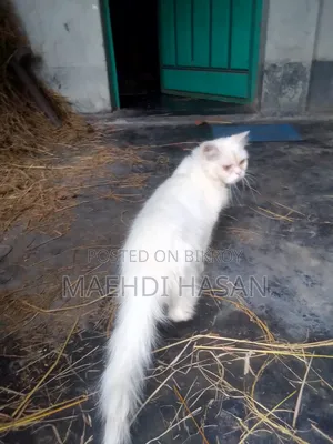 1+ year Female Purebred Persian