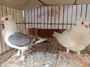 শার্টিন ও বোম্বাই