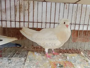 শার্টিন ও বোম্বাই