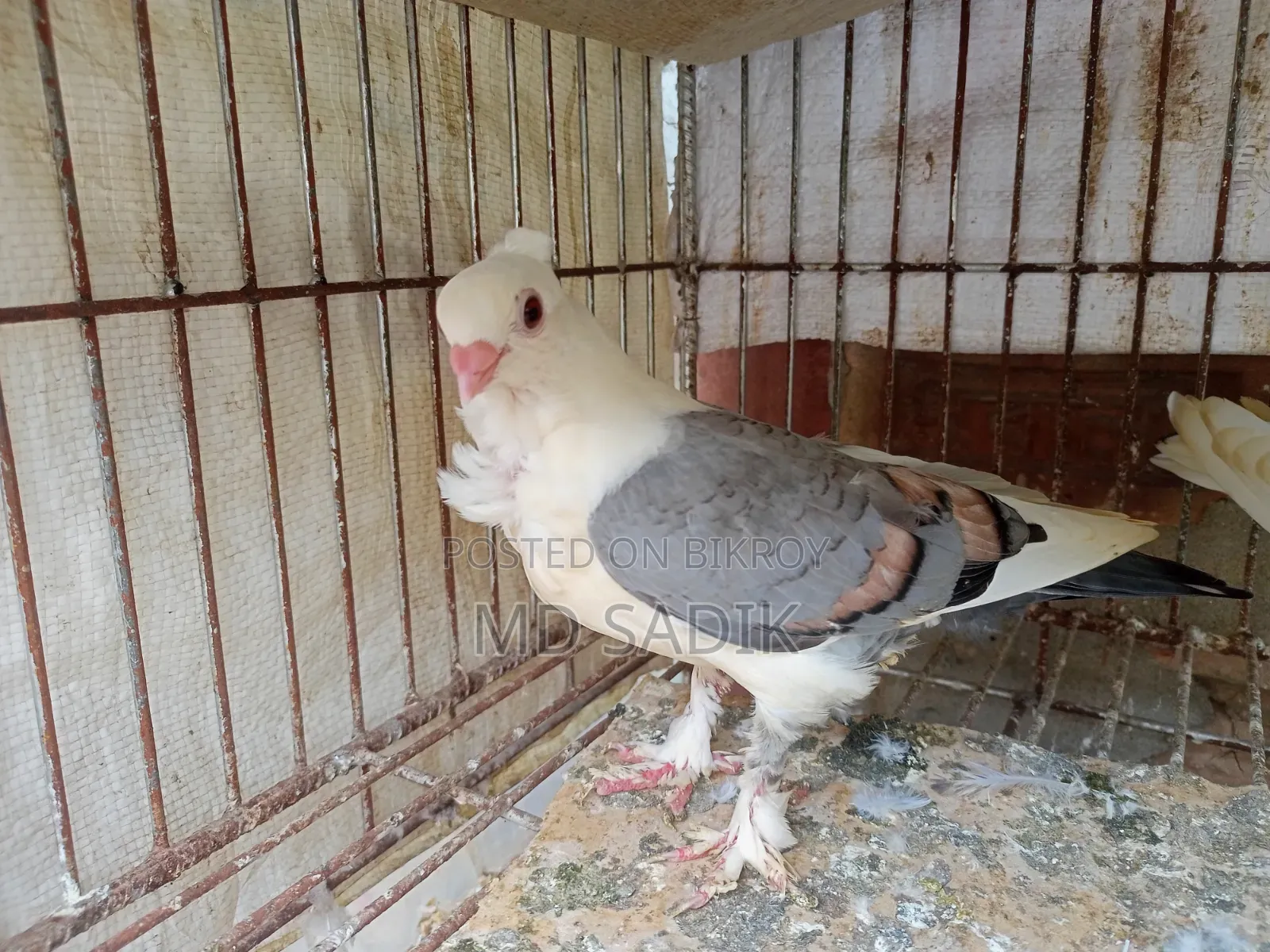 শার্টিন ও বোম্বাই