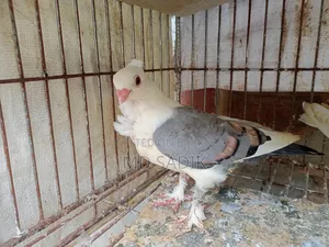 শার্টিন ও বোম্বাই