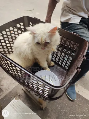6-12 months Female Purebred Persian