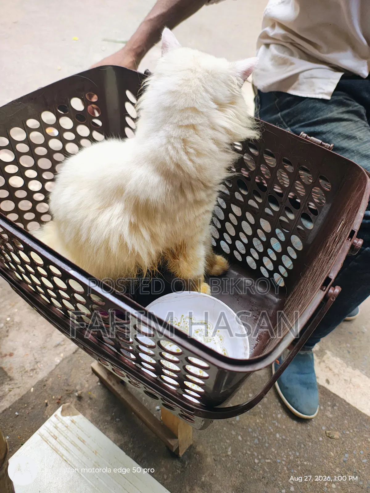 6-12 months Female Purebred Persian