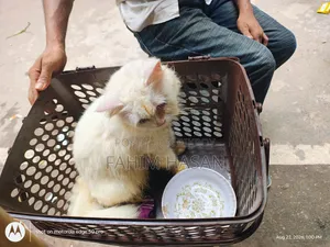 6-12 months Female Purebred Persian