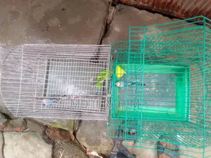 Dui Jura Bajirika Khacha Soho Bikri Hobe