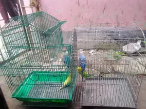 Dui Jura Bajirika Khacha Soho Bikri Hobe