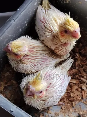 Cocatel Baby Bird