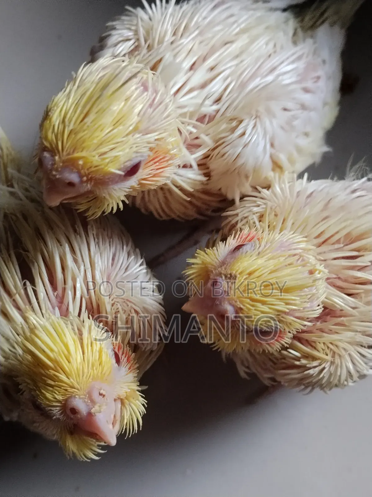 Cocatel Baby Bird