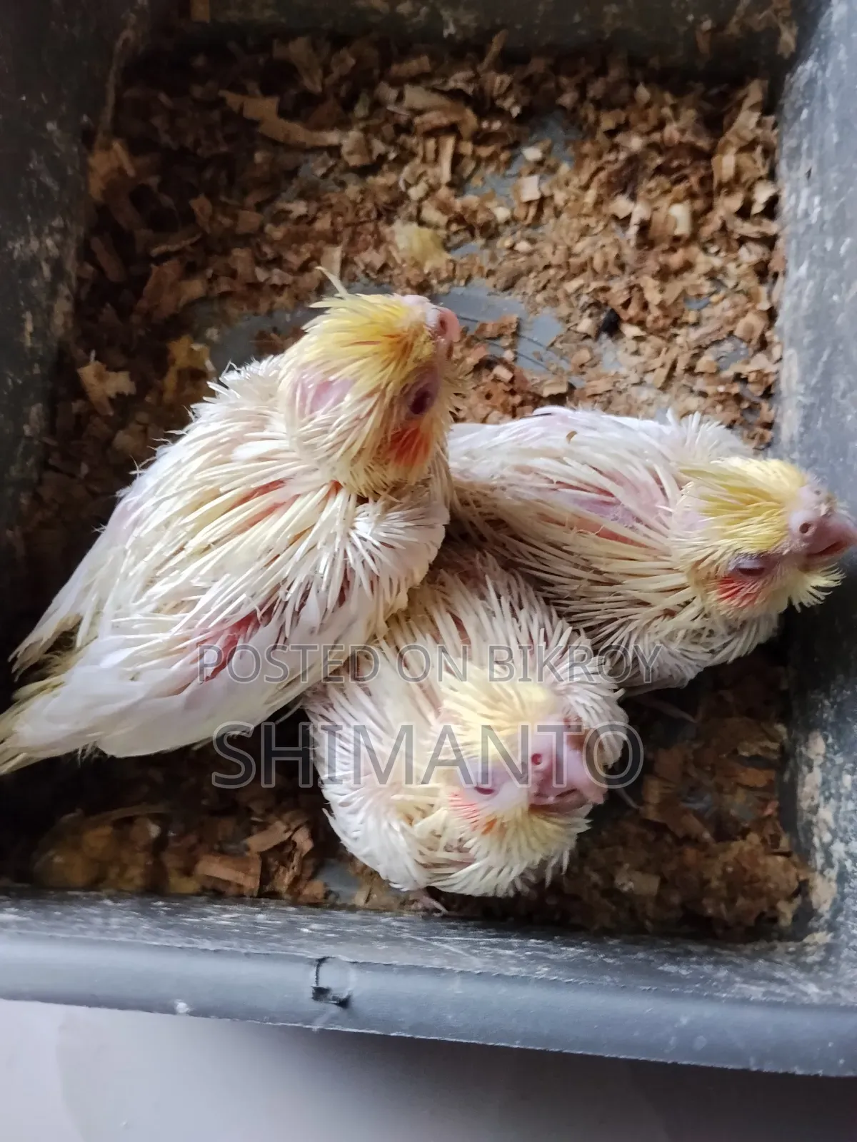 Cocatel Baby Bird