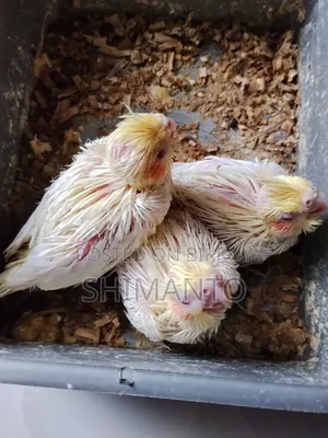 Cocatel Baby Bird