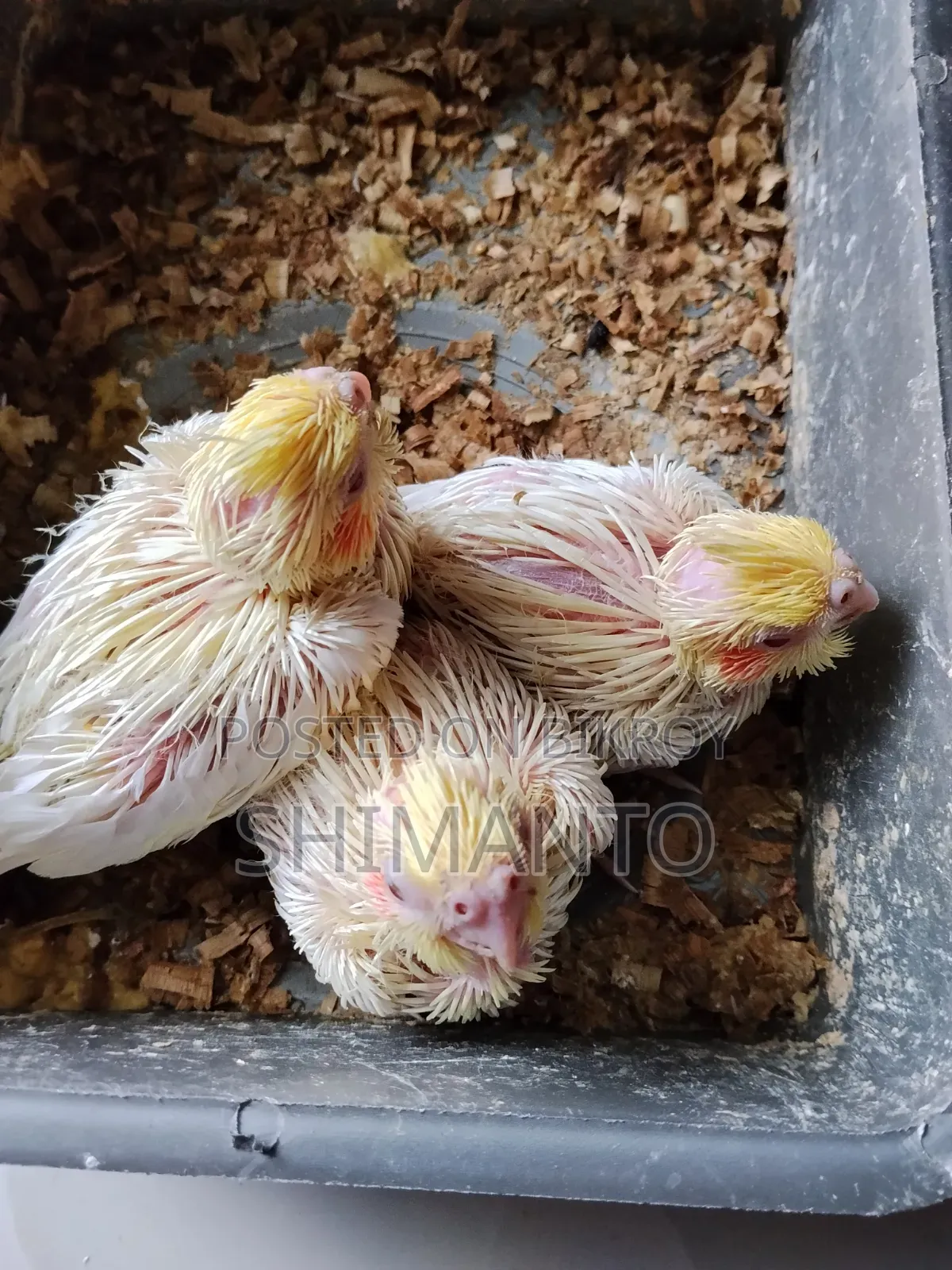 Cocatel Baby Bird