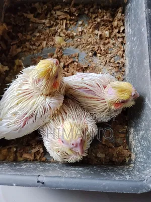 Cocatel Baby Bird