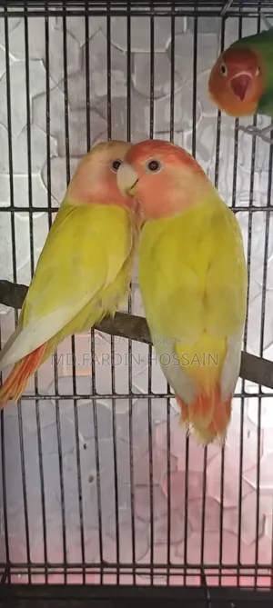 Peach-Faced Lovebird