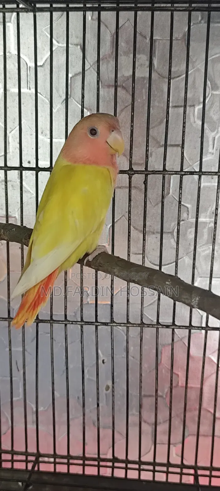 Peach-Faced Lovebird