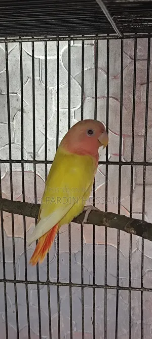 Peach-Faced Lovebird
