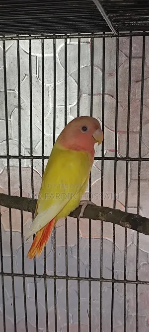 Peach-Faced Lovebird