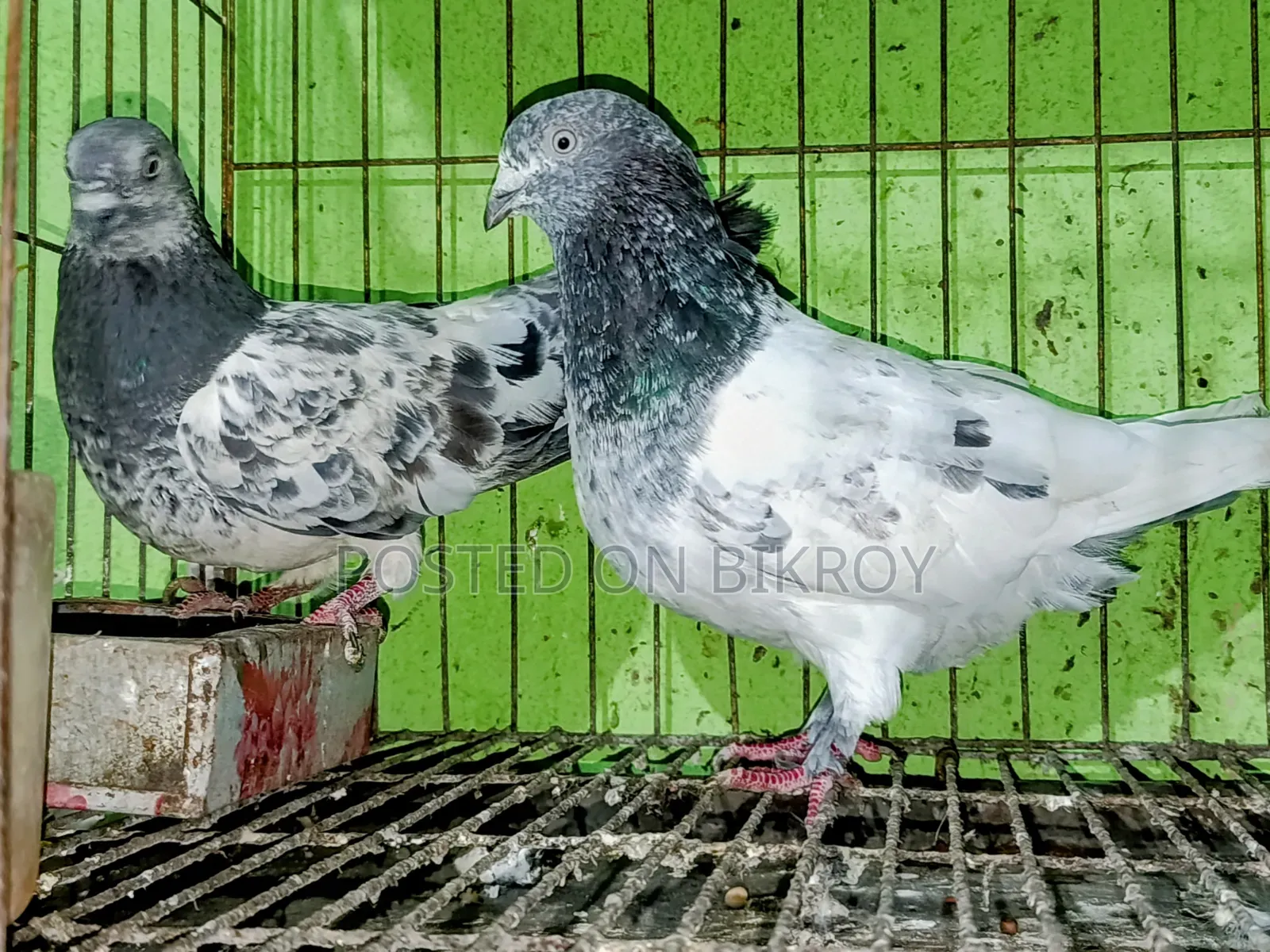 গিরাবাজ রানিং জোড়া