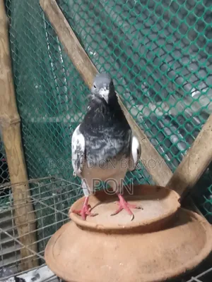 আমর বিঞাপন