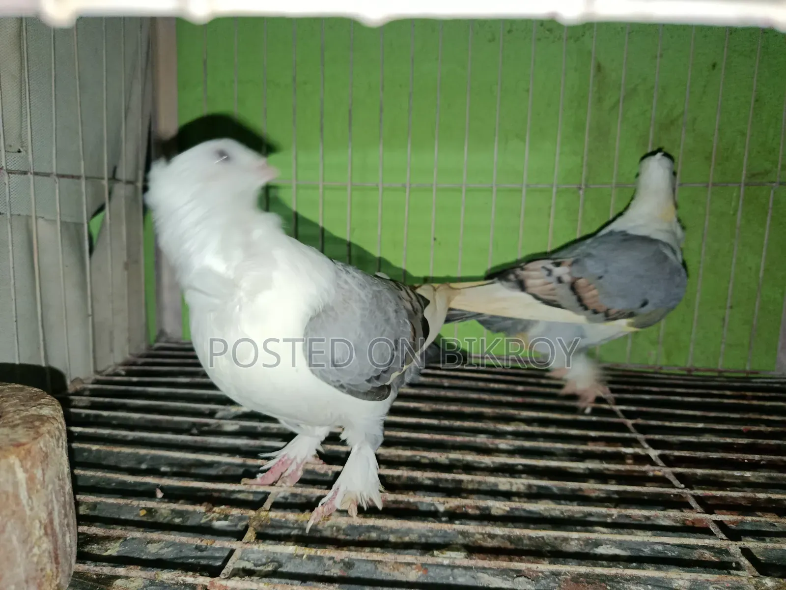 বূ সাটিন জোড়া 5/6মাস