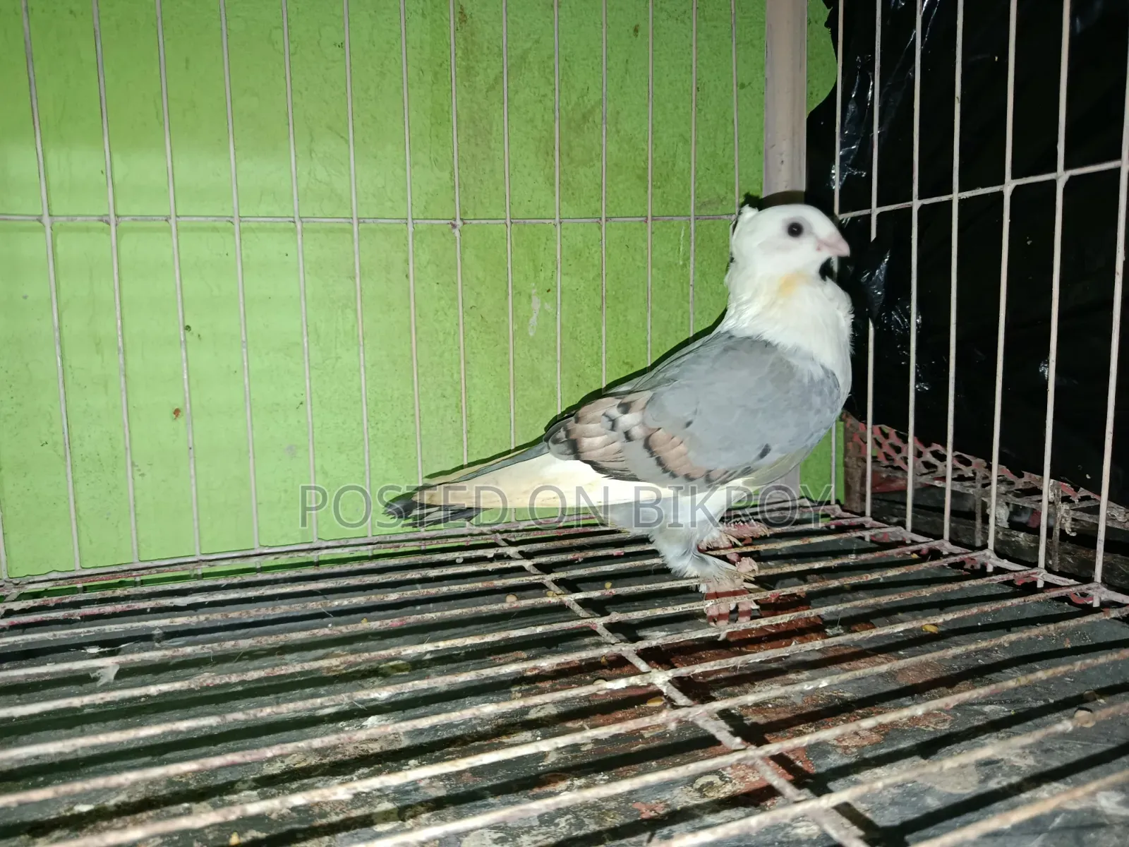 বূ সাটিন জোড়া 5/6মাস