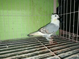বূ সাটিন জোড়া 5/6মাস