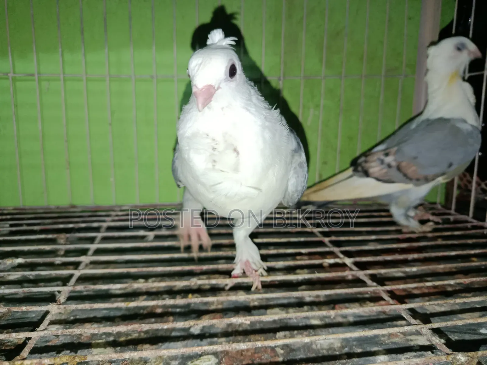 বূ সাটিন জোড়া 5/6মাস