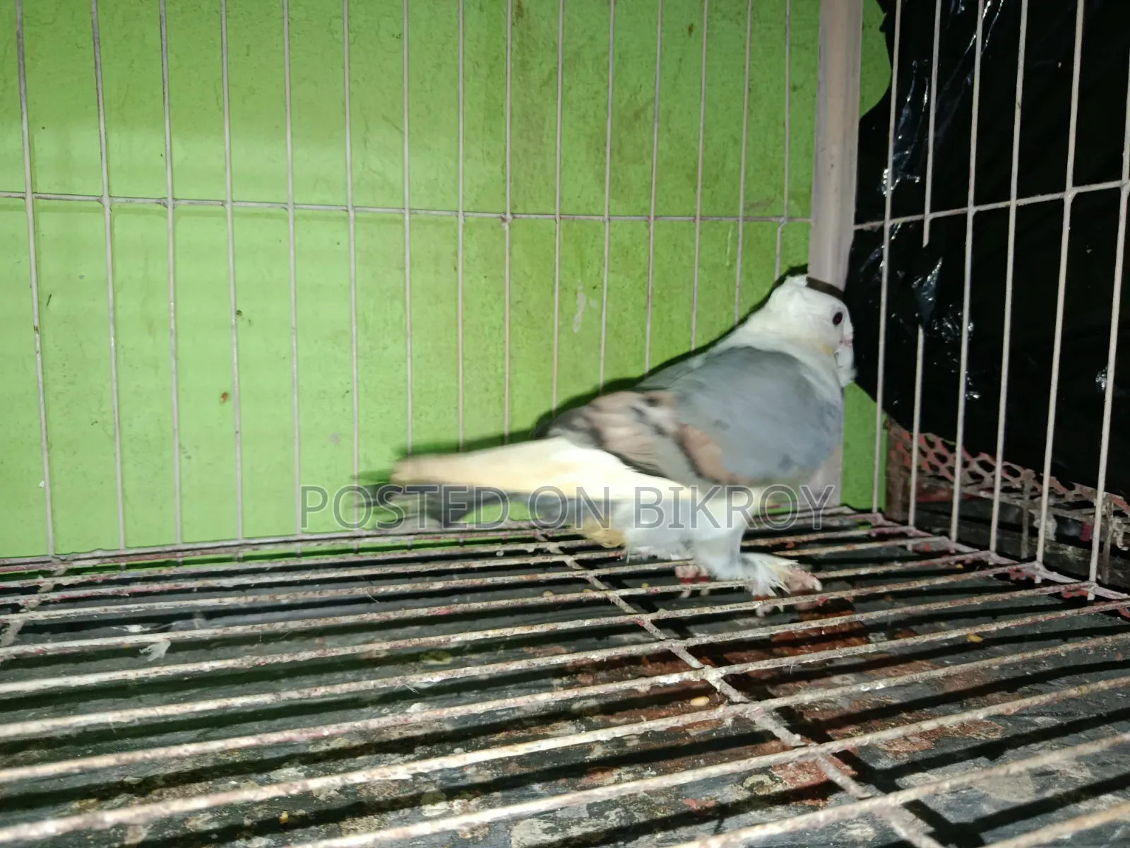বূ সাটিন জোড়া 5/6মাস