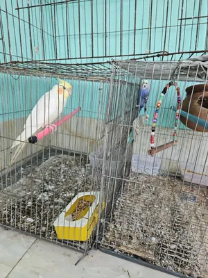 বাজরিকা এবং কোকাটিল