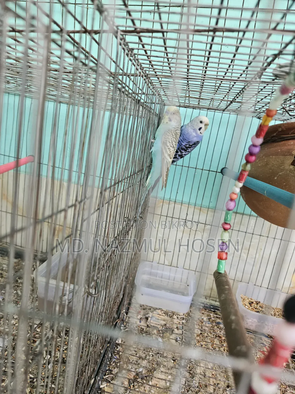 বাজরিকা এবং কোকাটিল
