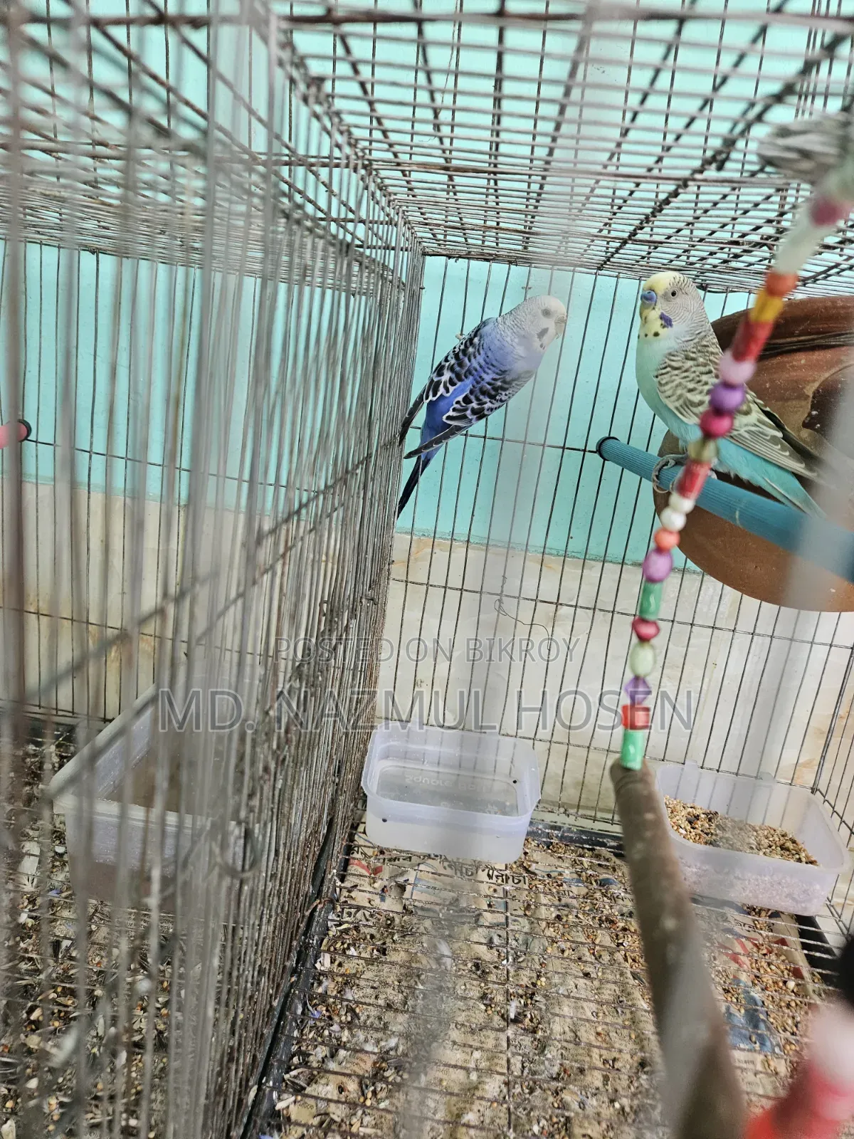 বাজরিকা এবং কোকাটিল