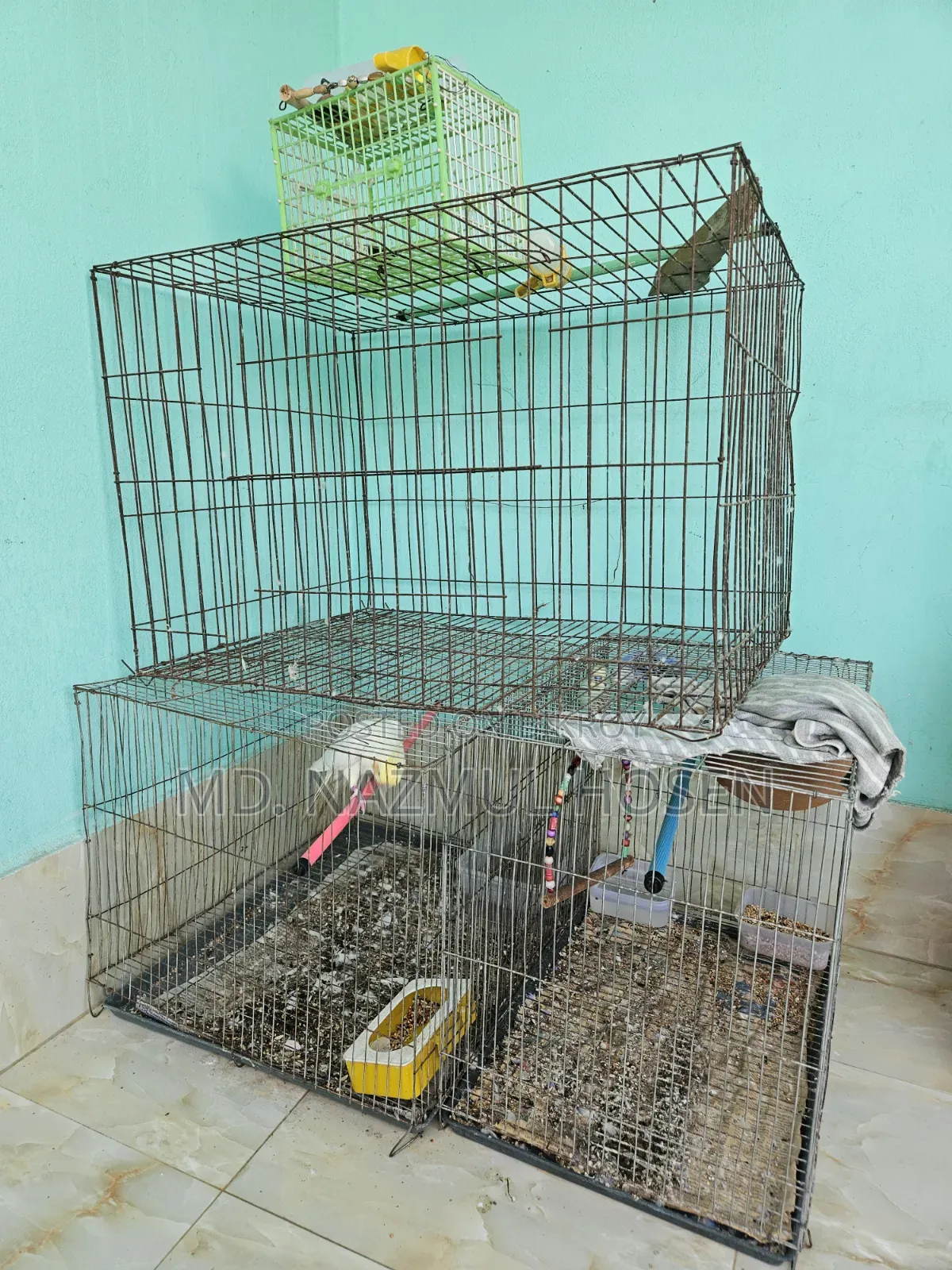 বাজরিকা এবং কোকাটিল