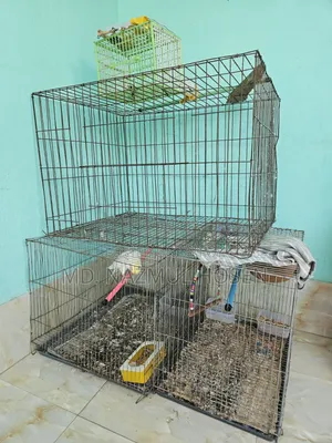 বাজরিকা এবং কোকাটিল