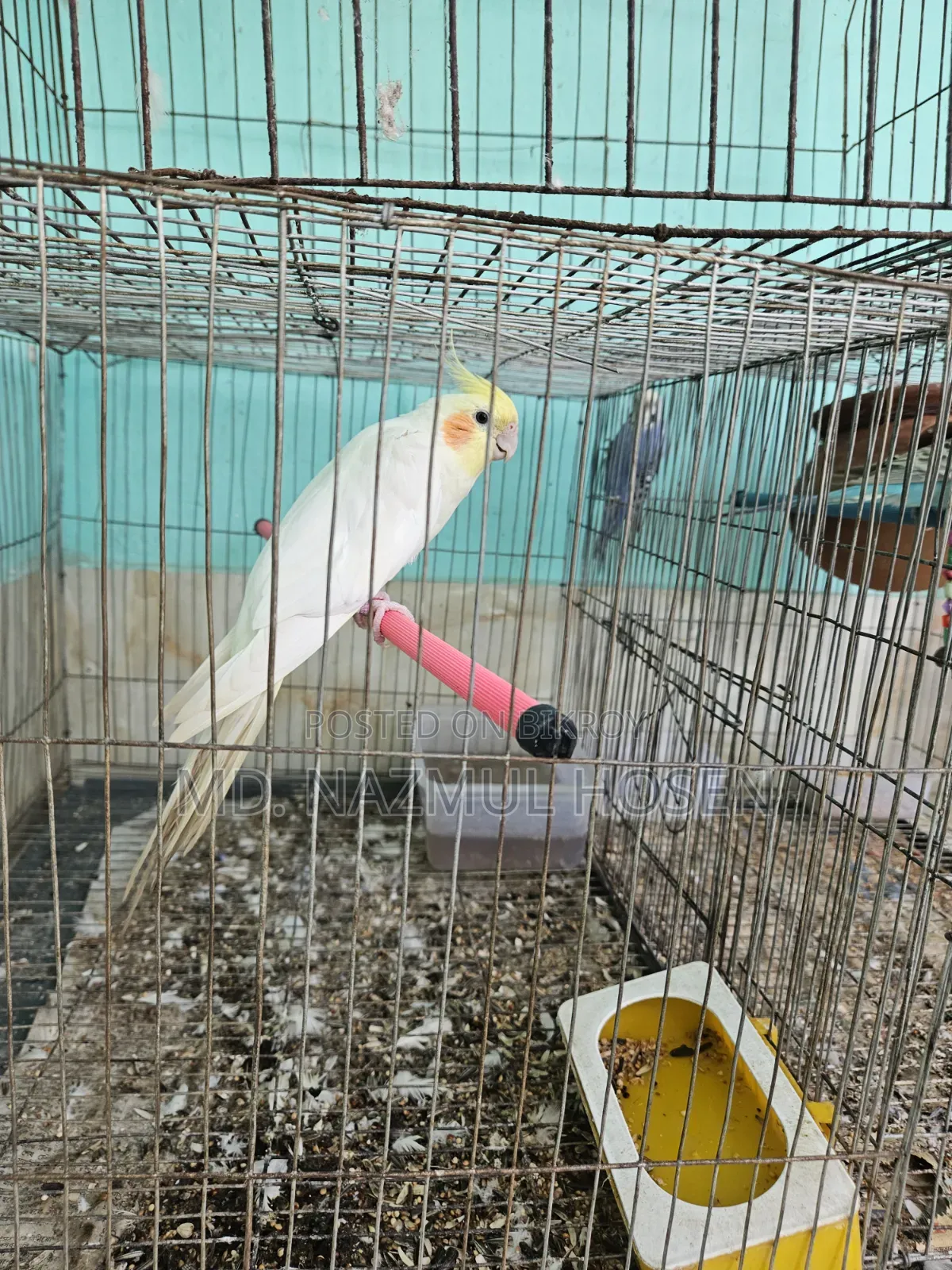 বাজরিকা এবং কোকাটিল