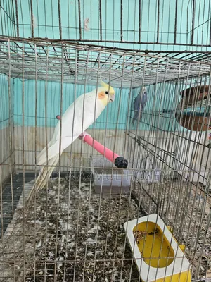 বাজরিকা এবং কোকাটিল