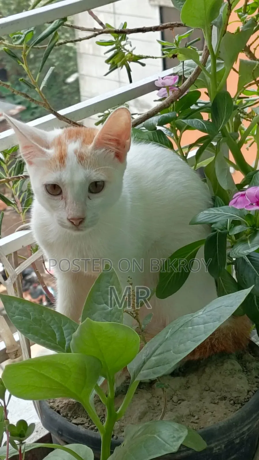 ৩-৬ মাসের মেয়ে বিড়াল দত্তক