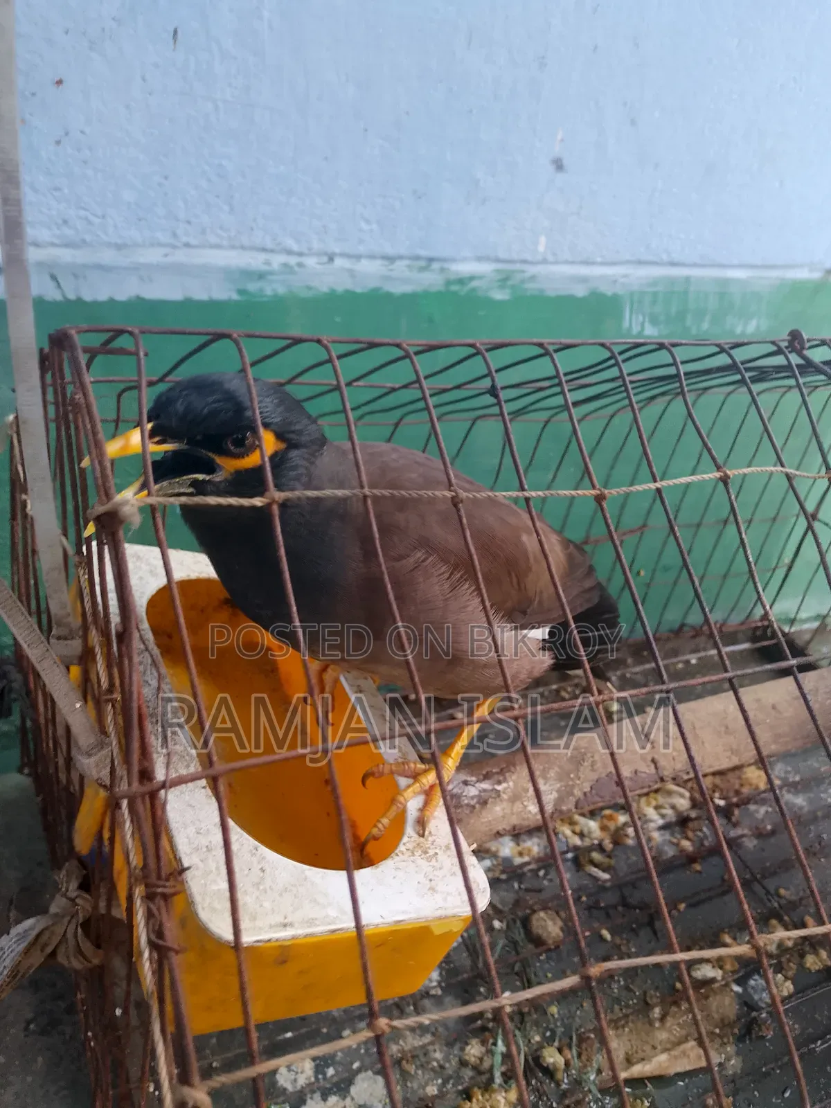 কথা বলা শালিক বিক্রি হবে