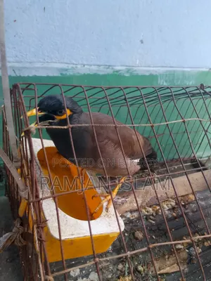কথা বলা শালিক বিক্রি হবে
