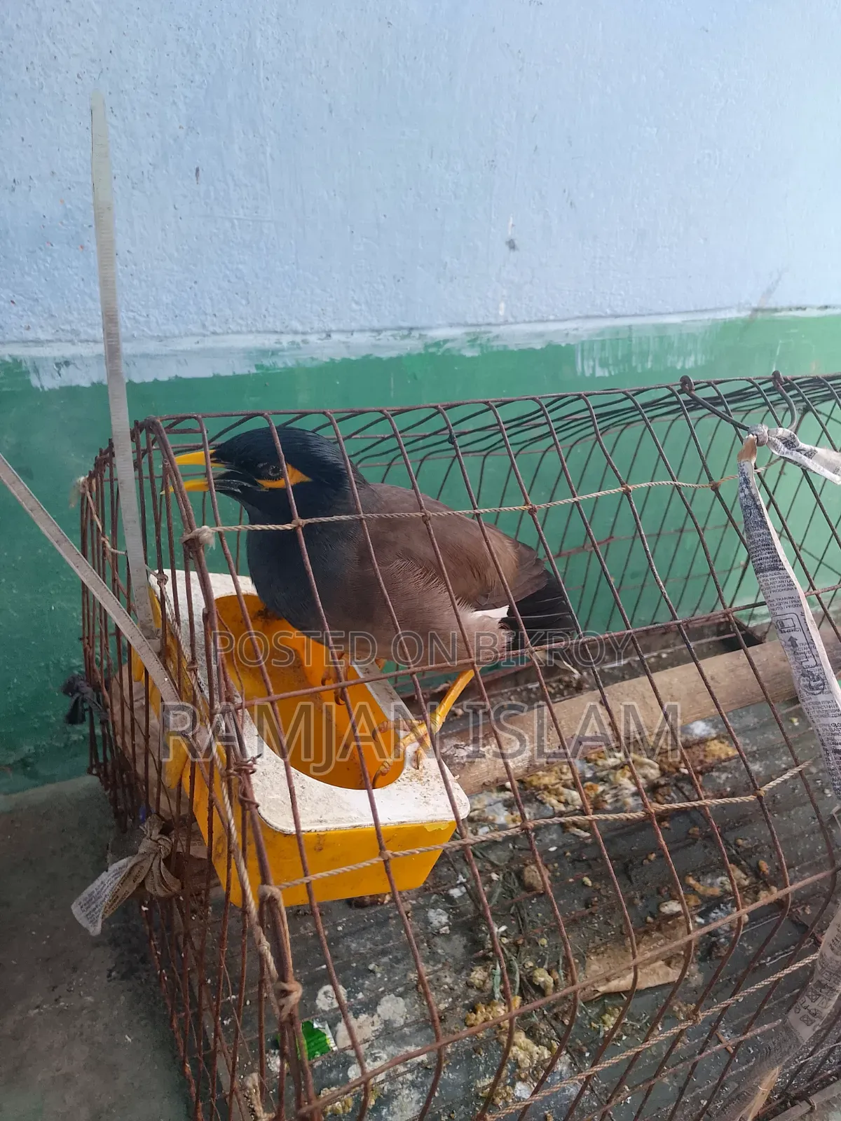 কথা বলা শালিক বিক্রি হবে